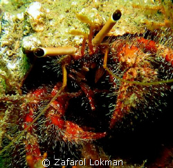 Crab.... by Zafarol Lokman 
